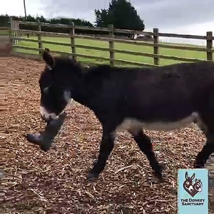 Qui aurait cru que les ânes pouvaient être si amusants? Regardez !