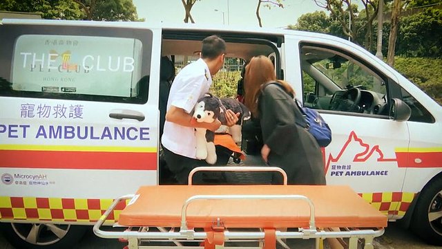 An ambulance service for pets for the first time in Hong Kong