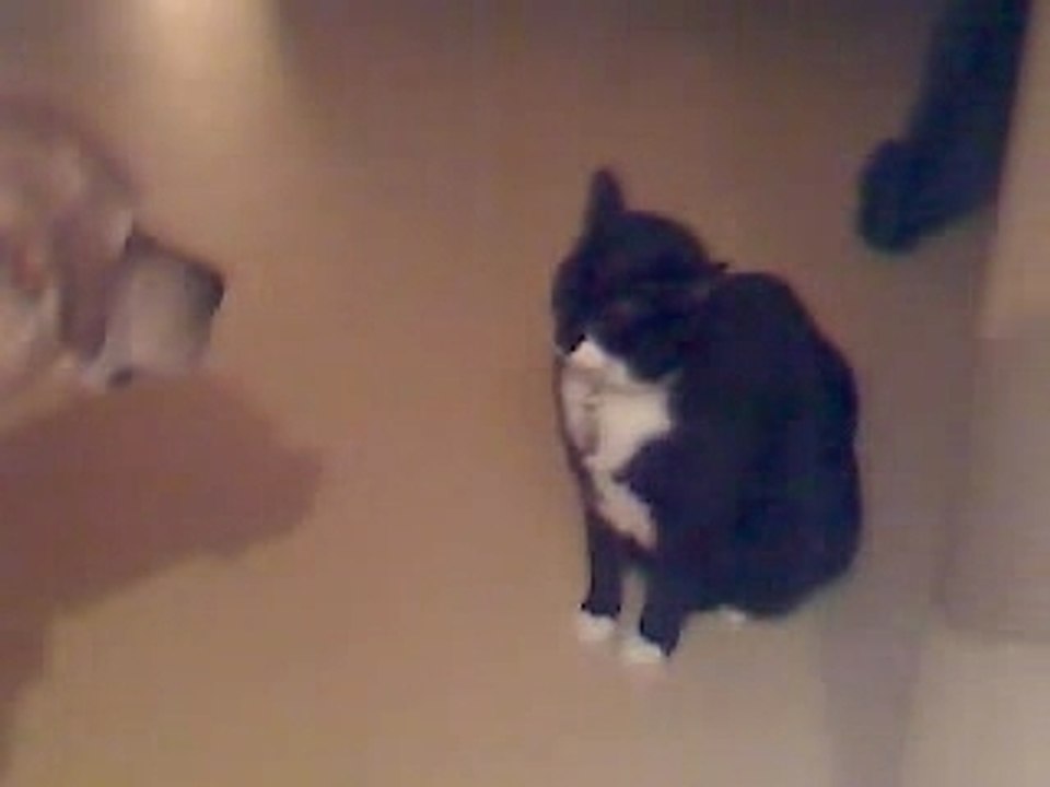 l'amour entre chien et chat :-)