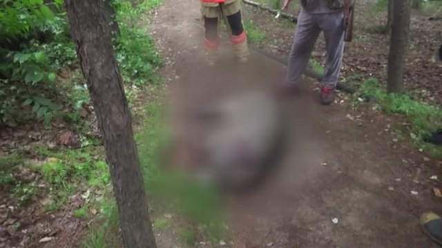 서울 상계동에 멧돼지 출현...다친 사람 없어 / YTN