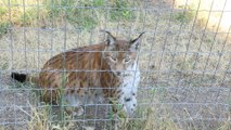 Dreal Lynx CITES : La réglementation CITES au service de la conservation des espèces menacées