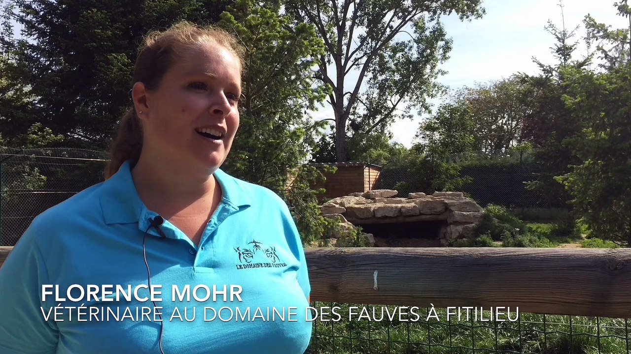 Trois louveteaux sont nés au Domaine des fauves de Fitilieu