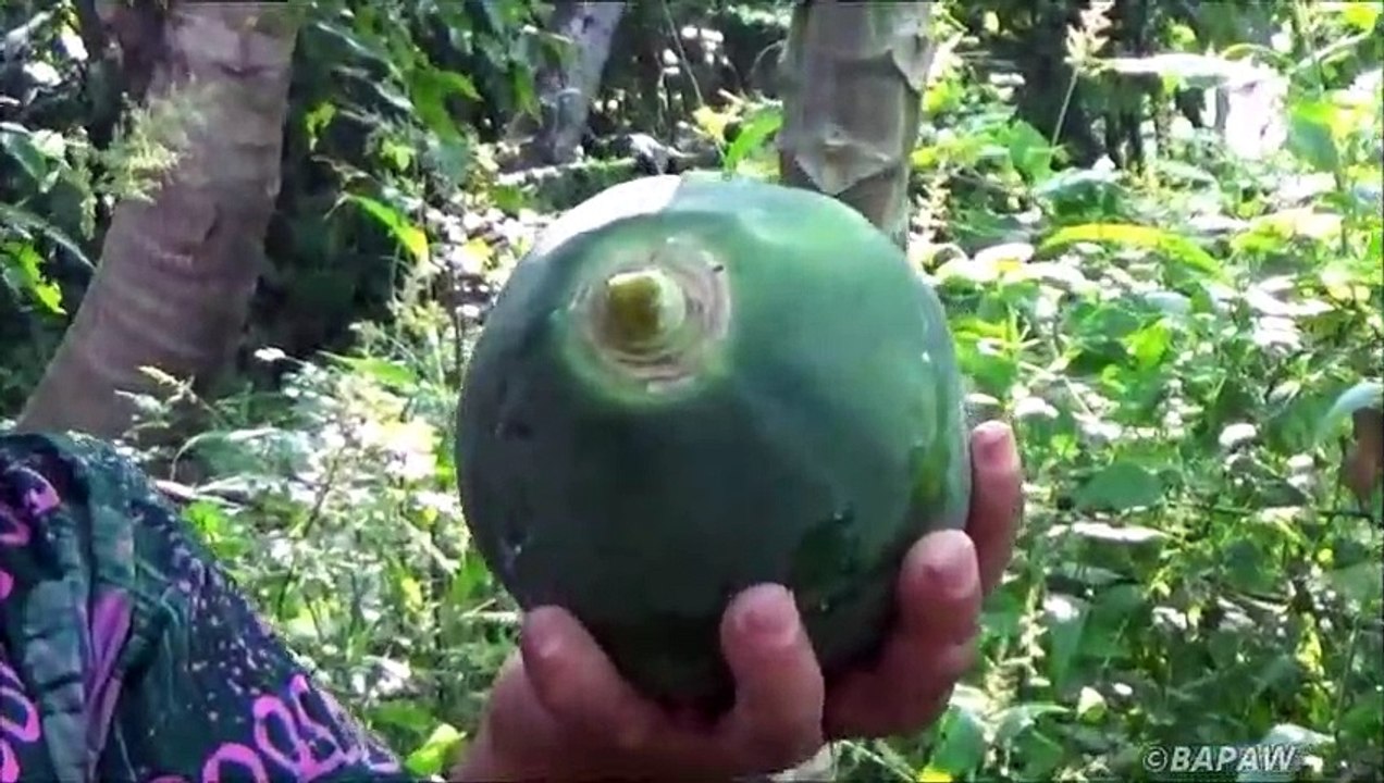 Village Aliments  Cuisine Trempé Papaye Curry dans mon Village par ma Maman