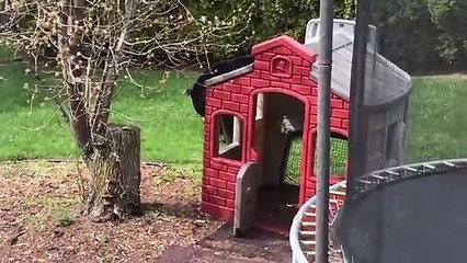 Ces 3 ours squattent un jardin et les jeux des enfants !