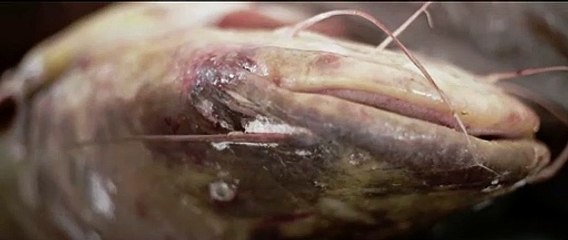 MEU RIO VERMELHO, 2016 - Trailer (Dir. Rafael Irineu)