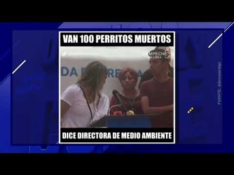 Masacre de perros callejeros en Campeche | De Pisa y Corre