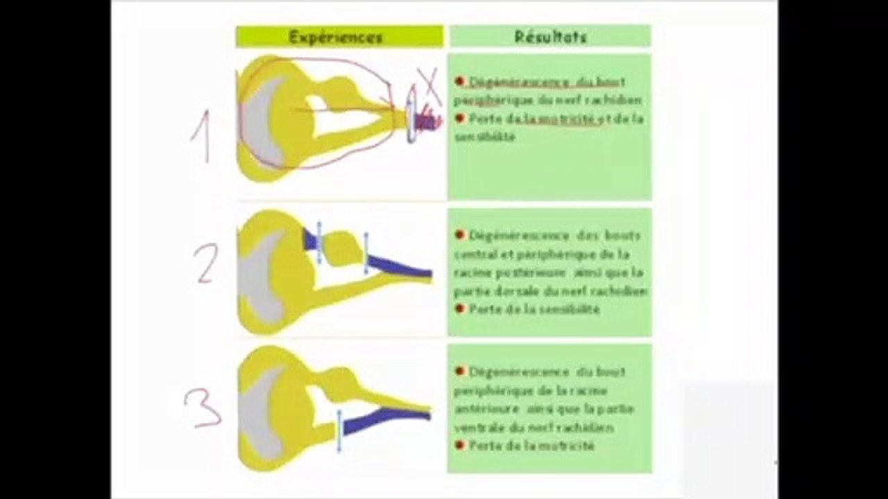 Arc Réflexe Myotatique et transmission du message nerveux