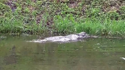 Mais quelle est cette créature que ce brésilien filme dans la rivière?