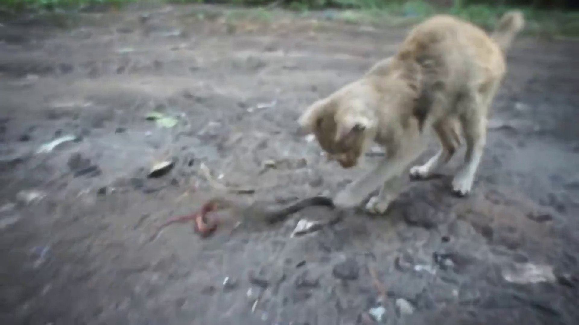 Ce Petit Chat Courageux Joue Avec Un Serpent Meme Pas Peur Video Dailymotion