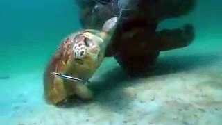 Turtle Tangled to Fishing Gear!