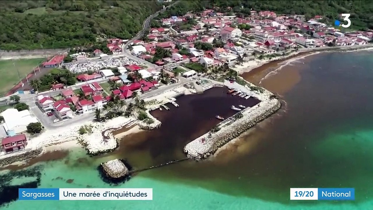 Guadeloupe : le fléau des sargasses