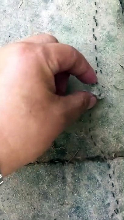 Embouteillage chez les fourmis