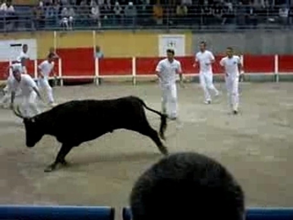 Course camarguaise Caissargues