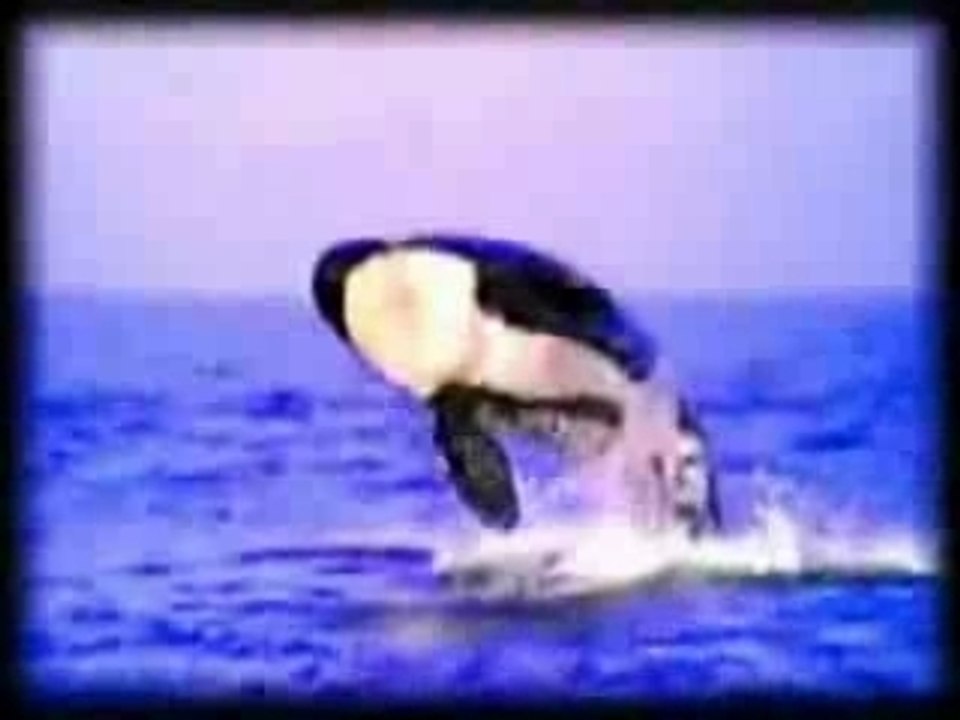 Orque Anty captivité