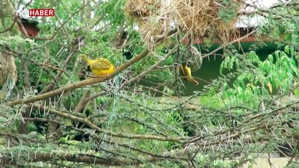 Dokumacı kuşlar mühendis gibi yuva yapıyor