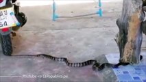 Una serpiente sorprende a un ratón escondido y lo devora sin piedad