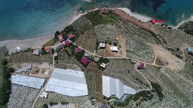 ANTALYA Tropik meyveler çiçek açtı