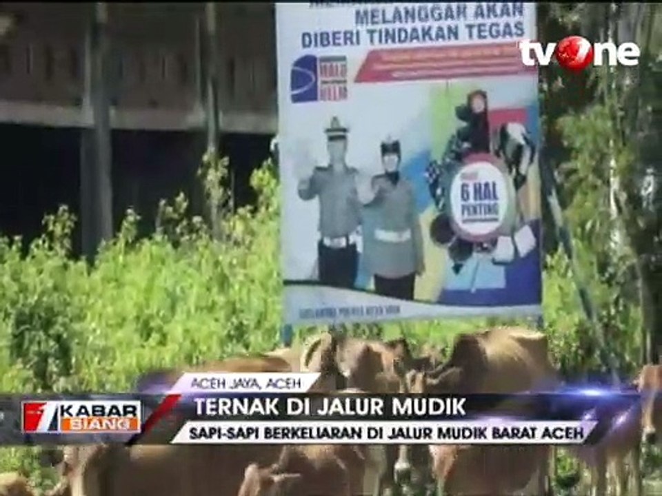 Ratusan Sapi Berkeliaran di Jalur Mudik Barat Aceh