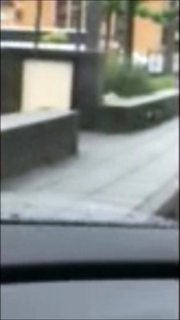 Des rats place de Wendel à Stiring-Wendel