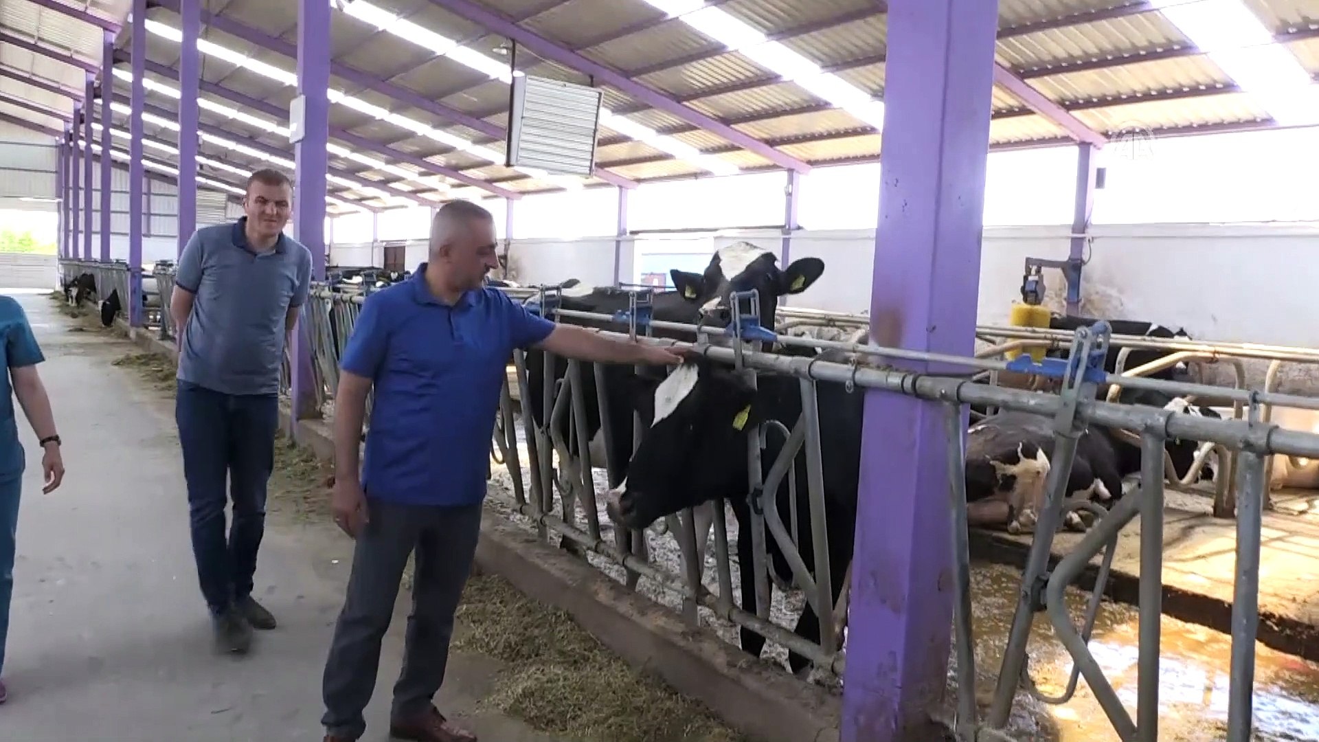 Devlet desteğiyle kurulan kooperatif yıllık 600 ton süt üretiyor - NİĞDE -  Dailymotion Video