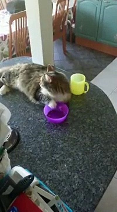 CAT WANTS FOOD