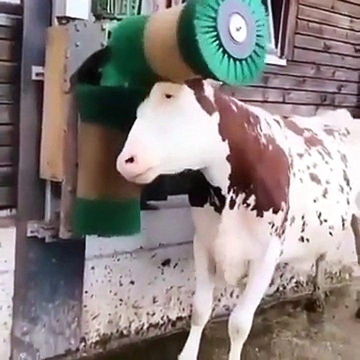 cow scratch maschine