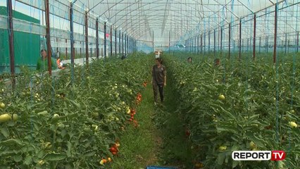 'Hormonet' tek fruta-perimet të rrezikshme vetëm nëse fermerët i përdorin me shumicë!