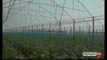 Pesticidet, 'Bujqësia' nis kontrollet në terren: S'ka vend për alarm, produktet të certifikuara