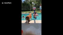 Is this the dog Michael Jordan? Pup gets a slam dunk in pool basketball