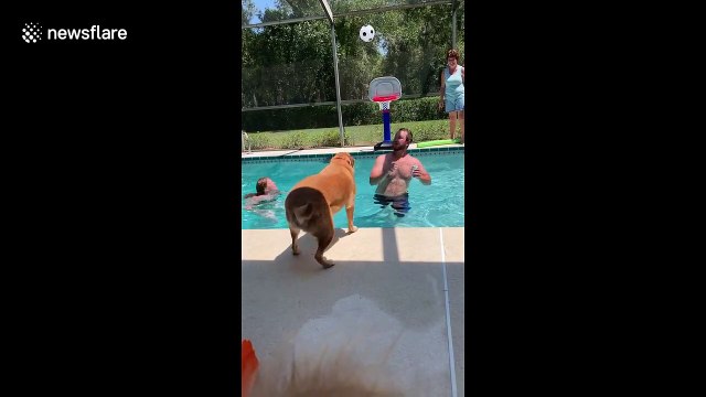 Is this the dog Michael Jordan? Pup gets a slam dunk in pool basketball