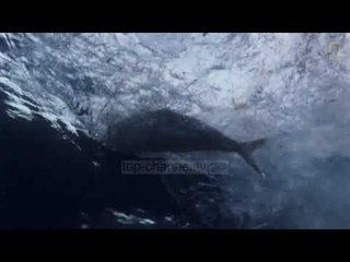 Plastika e biodegradueshme, një mit fals? - Top Channel Albania - News - Lajme