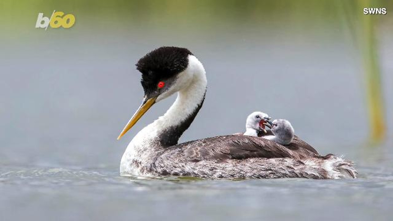 Birds Of A Feather Fight Together! Cute Pics Show Two Baby Birds Bickering On Their Mother’s Back!
