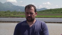 Kultivimi i Orizit; Lezha rikthen traditën e para viteve ‘90 - Top Channel Albania - News - Lajme
