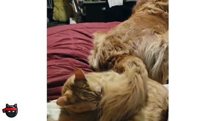 CATS FIGHTING DOGS COMPILATION 2019 | PET NINJA