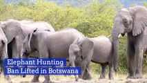 The Elephants In Botswana Are Now In Danger