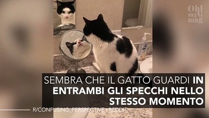 In quale direzione guarda il gatto? Ecco l’illusione ottica che fa impazzire gli utenti