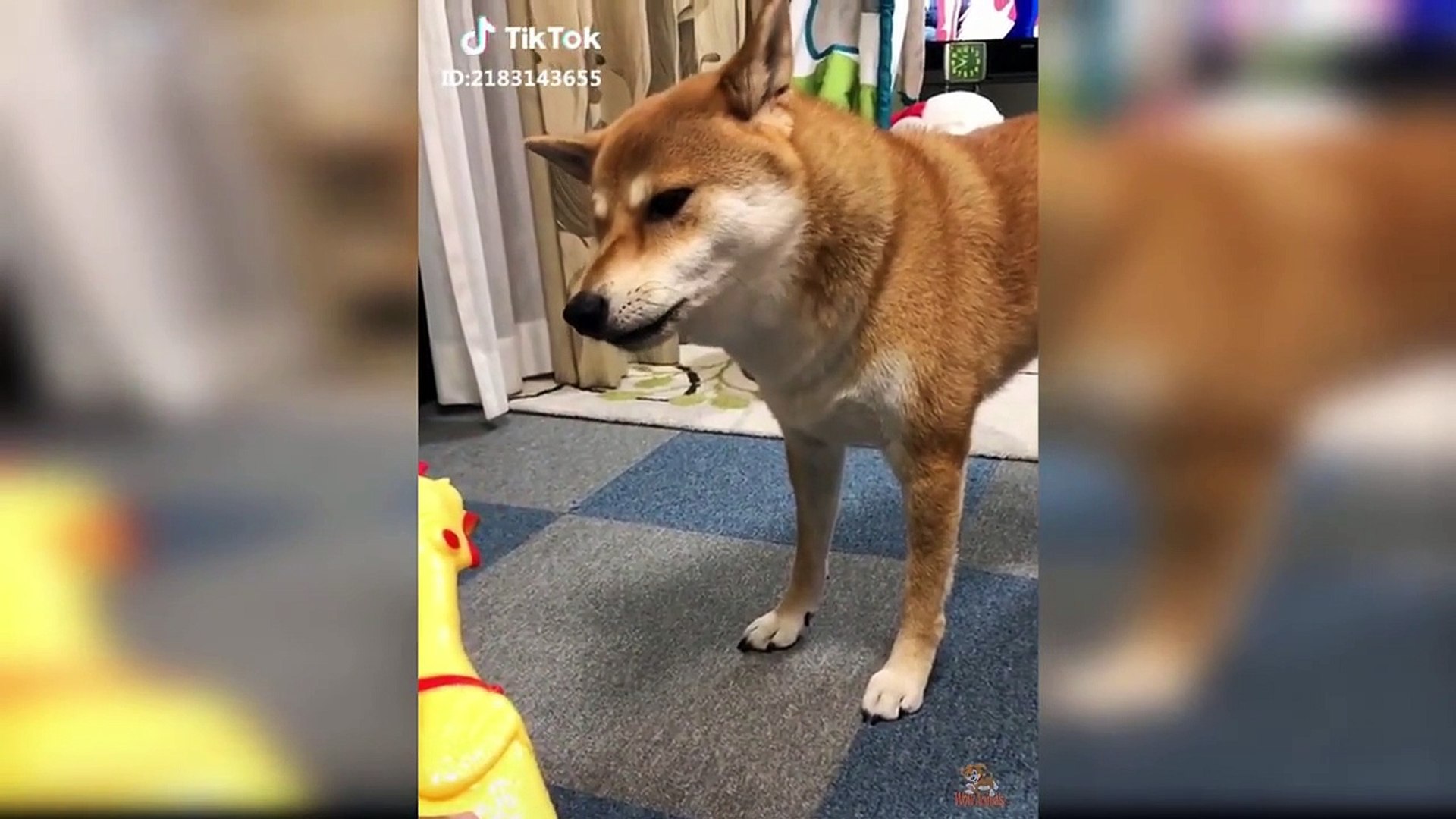 ⁣Dog Reaction to Dog Toy - Funny Dog Toy Reaction Compilation