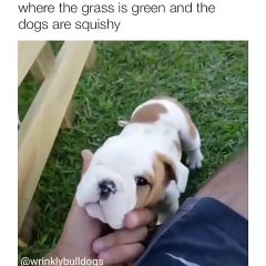 Cet homme et ses chiots vont vous rendre jaloux. Trop mimi !