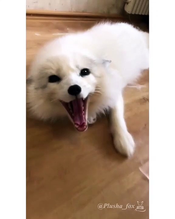 Ce renard blanc a une adorable manière de réclamer des caresses. Trop cute !