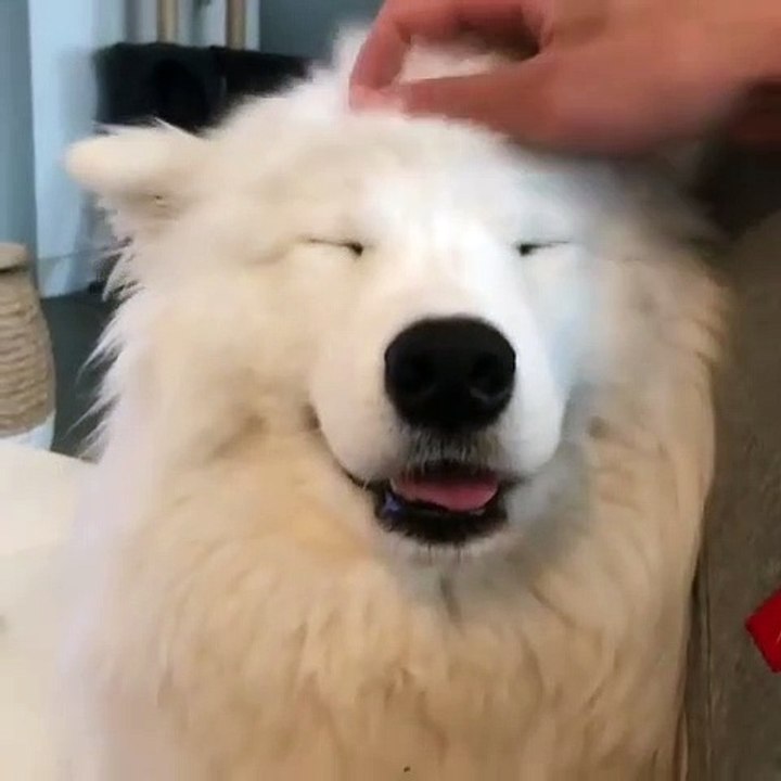 Quand ton samoyède est accro aux caresses sur la tête, voici ce que ça donne !