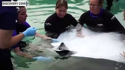 Magnifique ! Ils aident une Raie léopard, une espèce marine menacée, à accoucher de ses deux petits !