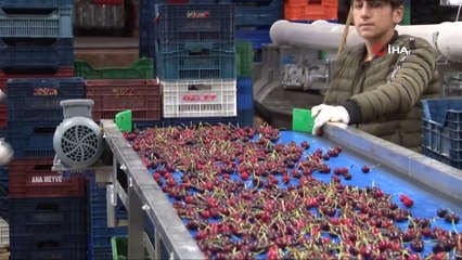 Kirazda ihracatında yüzde 20 artış bekleniyor