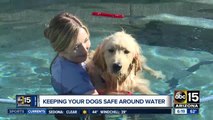 How to keep your pets safe around water with warmer temps coming