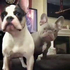 Hilarant ! Ces deux bulldogs font une tête à mourir de rire !