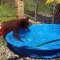 Cet ourson adore faire des bulles dans la piscine. Trop cute !