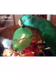 Cette sublime perruche verte joue avec son ballon. Adorable !