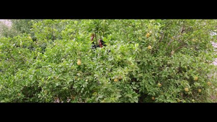 It Must Be Heaven (2019) - Trailer (International)