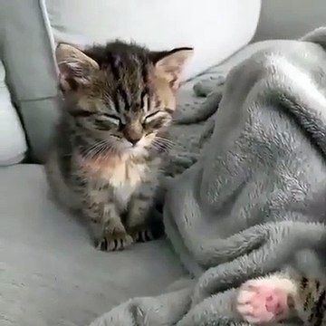 Quand un chaton somnole, voici ce que ça donne !