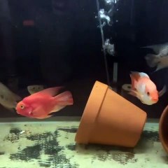 Admirez les poissons dans ce magnifique aquarium. Surprenant !