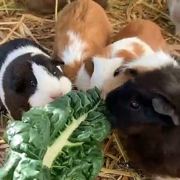 Regardez comment ces cochons d'Indes se précipitent pour manger. Adorable !